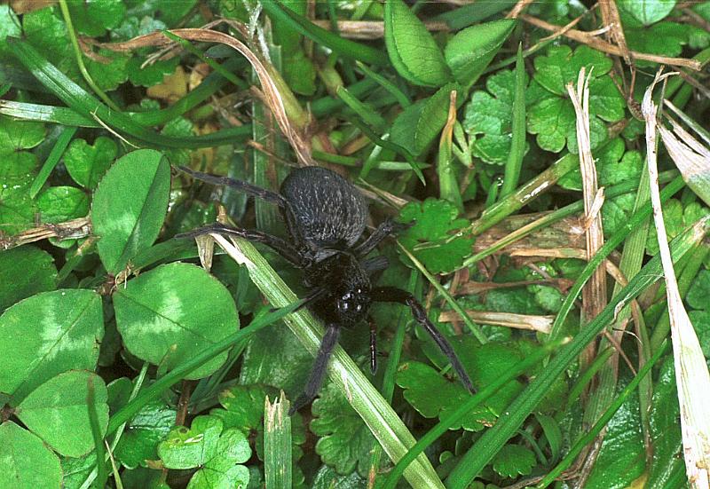 Badumna_insignis_F2433_Z_81_HW 43 _Nieuw-Zeeland.jpg